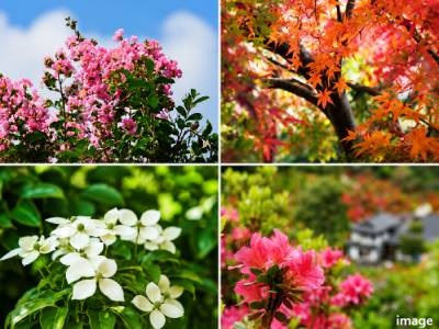 植栽計画イメージ｜グランノア杉並上井草